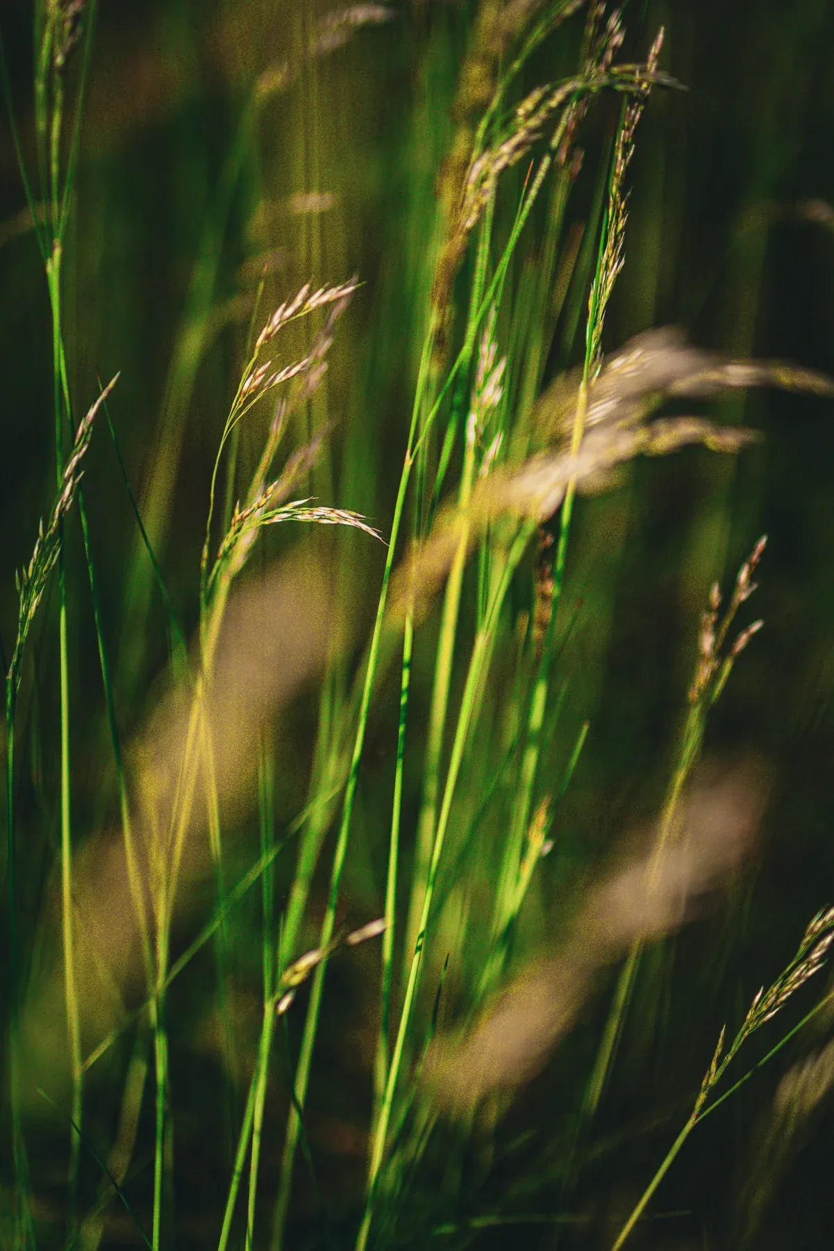 Grasses in the forest light