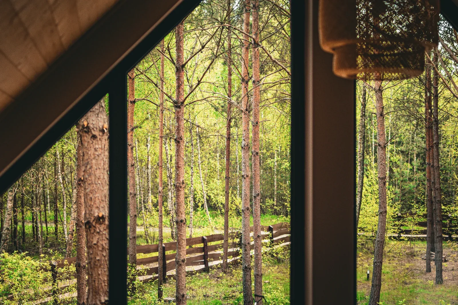 Pines seen from the mezzanine