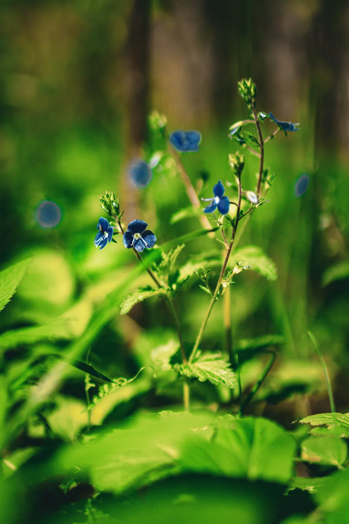 Small blue flowers in the forest