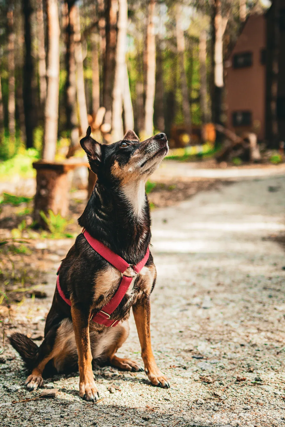 A dog on the path between the cabins