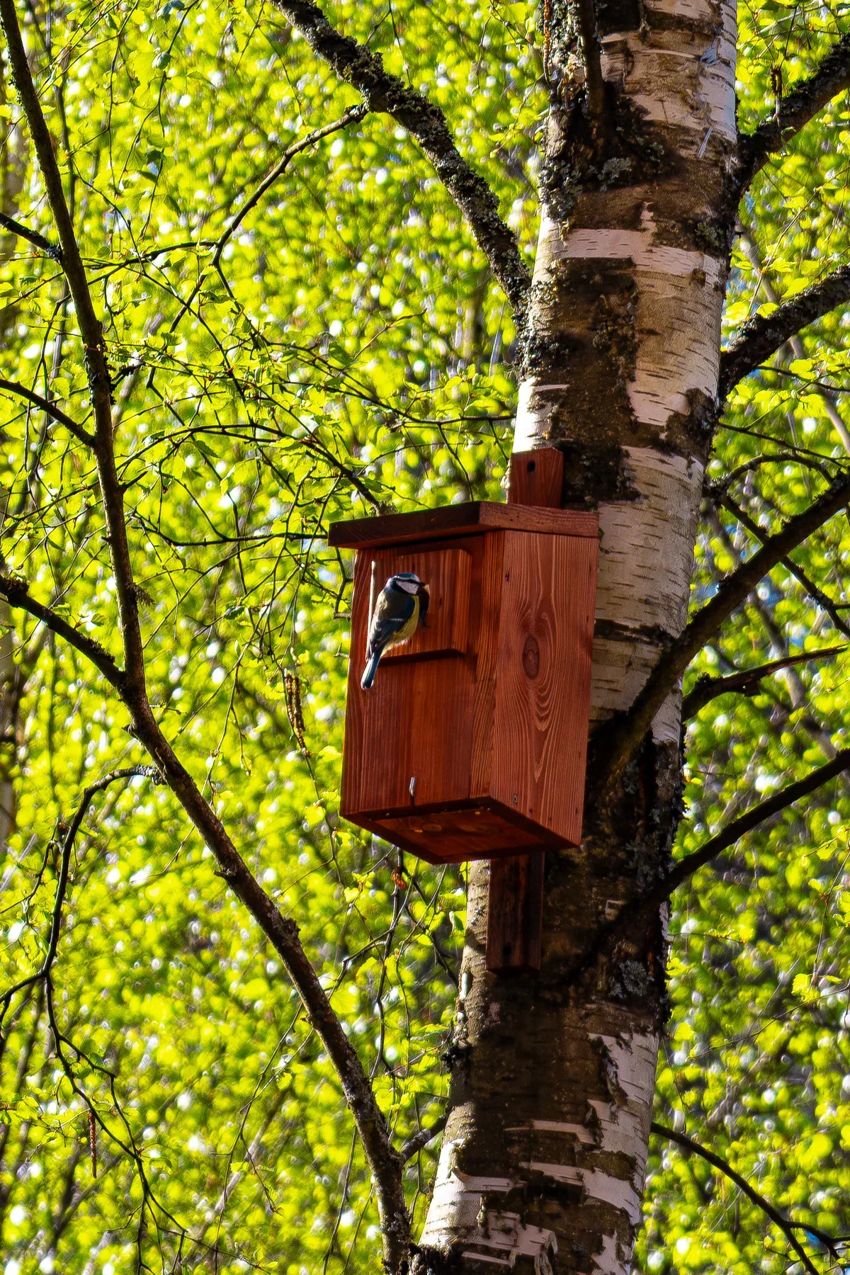 A bird box on a tree