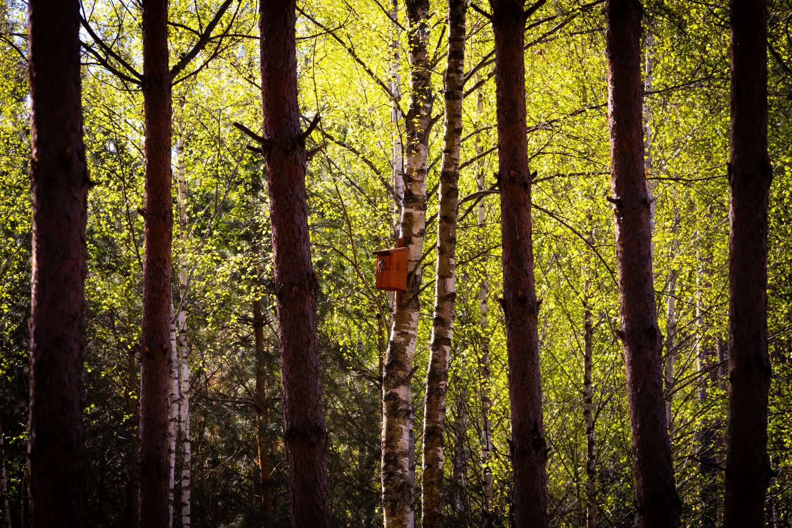 Sunlight between the pine trunks