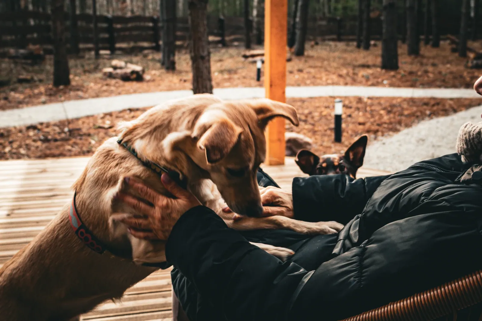 With a dog on the wooden terrace