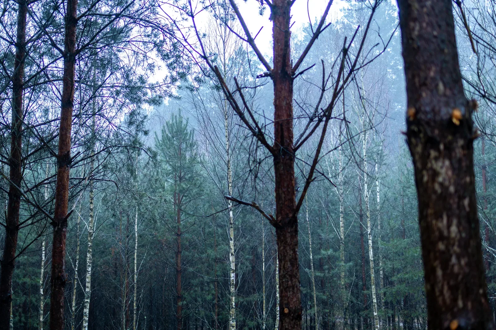 A misty morning among the pines