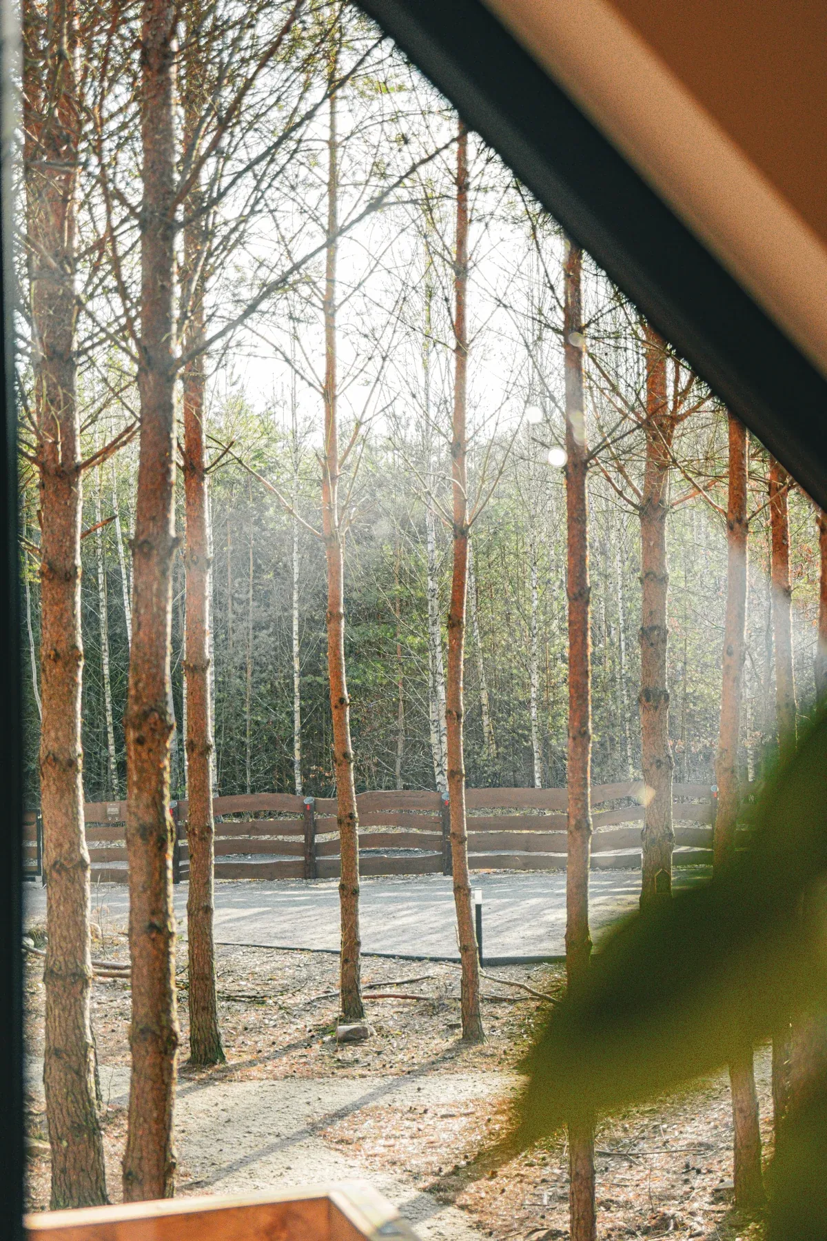 The forest seen from the mezzanine