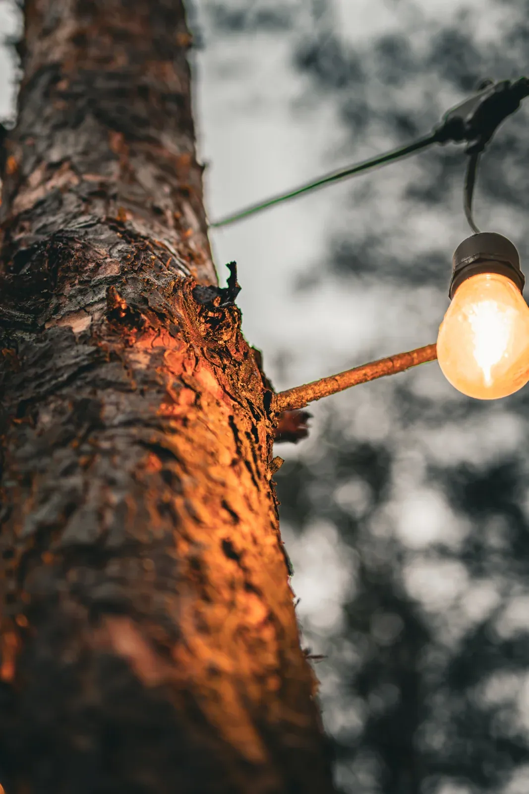 String lights between the pines