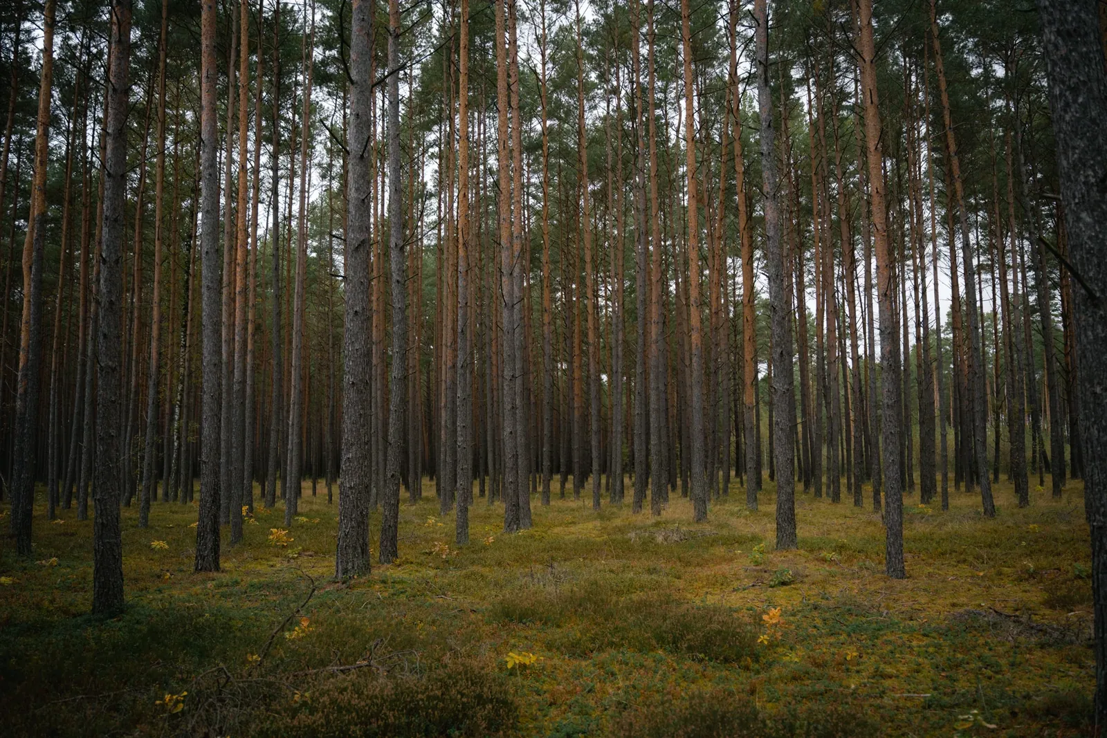 A clearing among the pines
