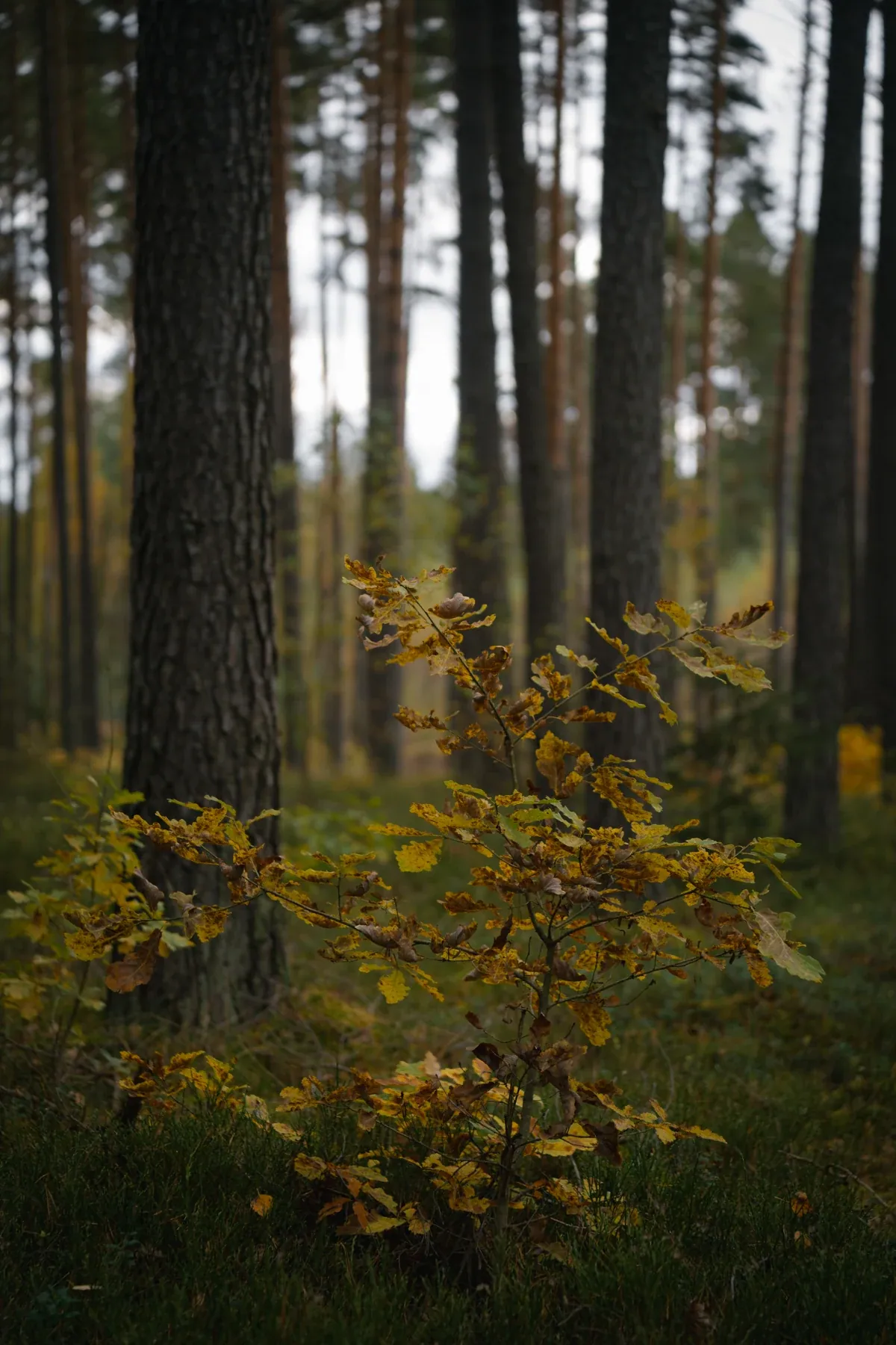 A path between the pines