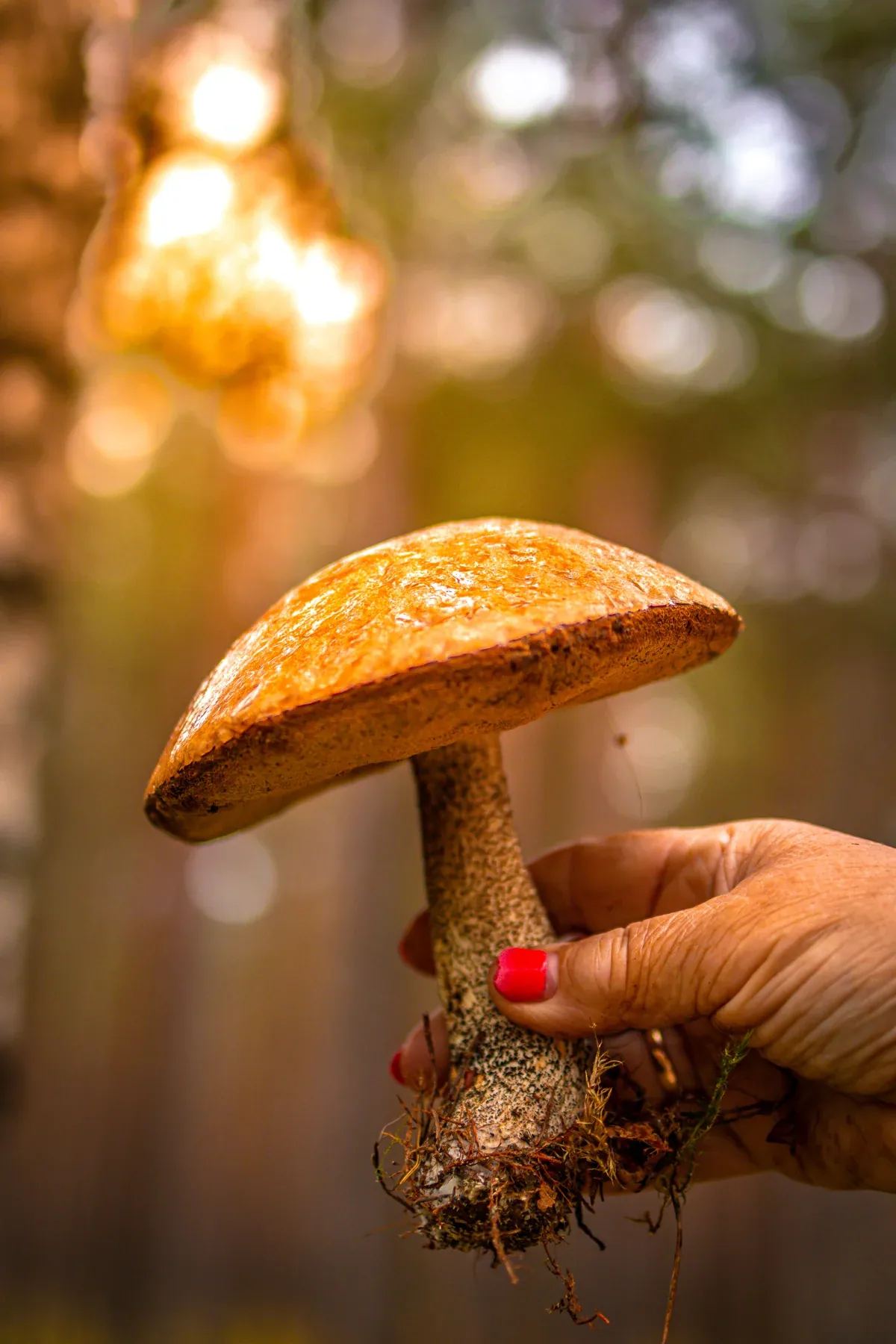 A mushroom found on a walk