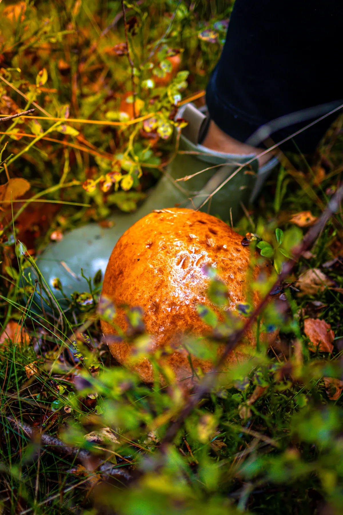 Autumn mushroom picking in the forest