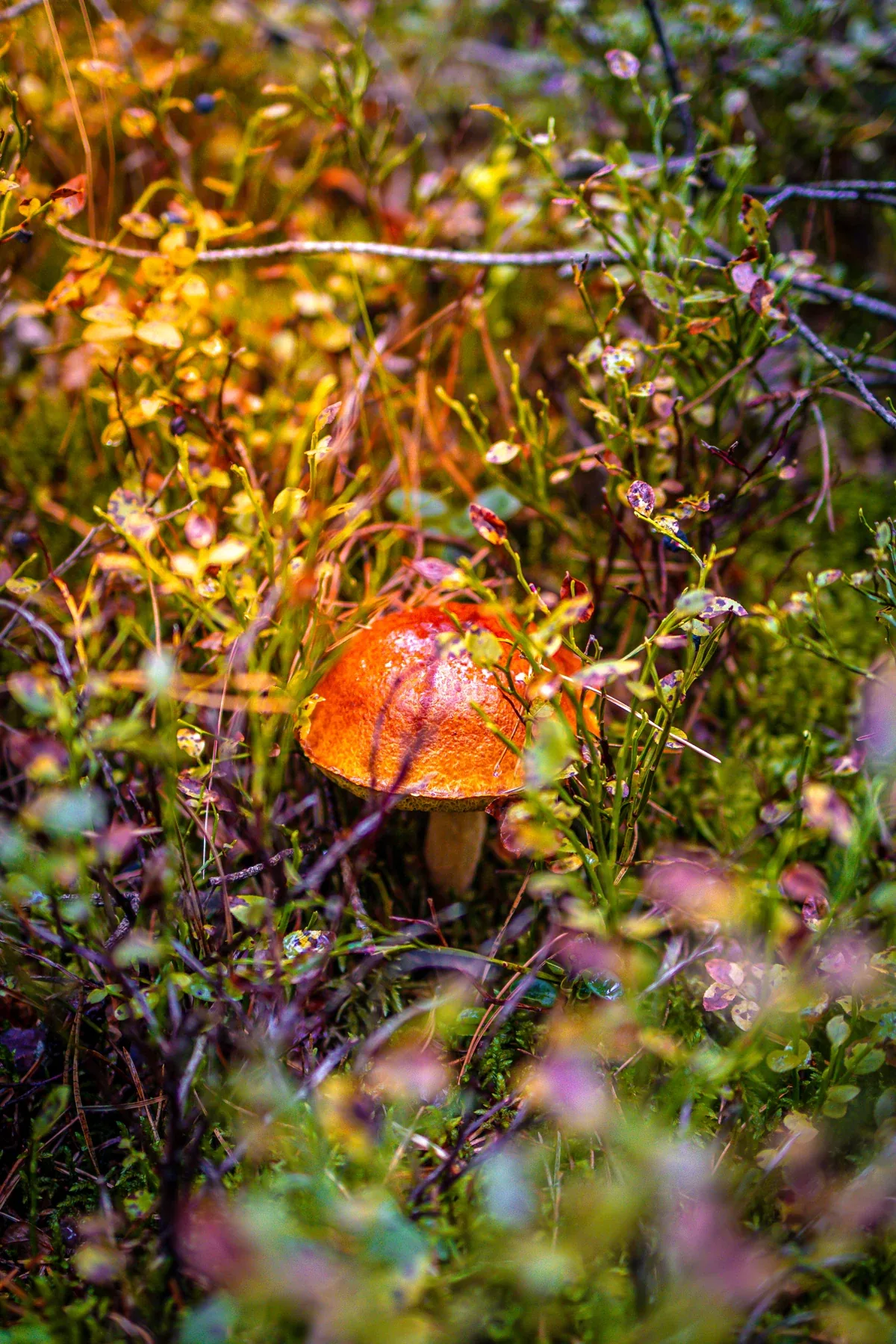 A mushroom on the forest floor