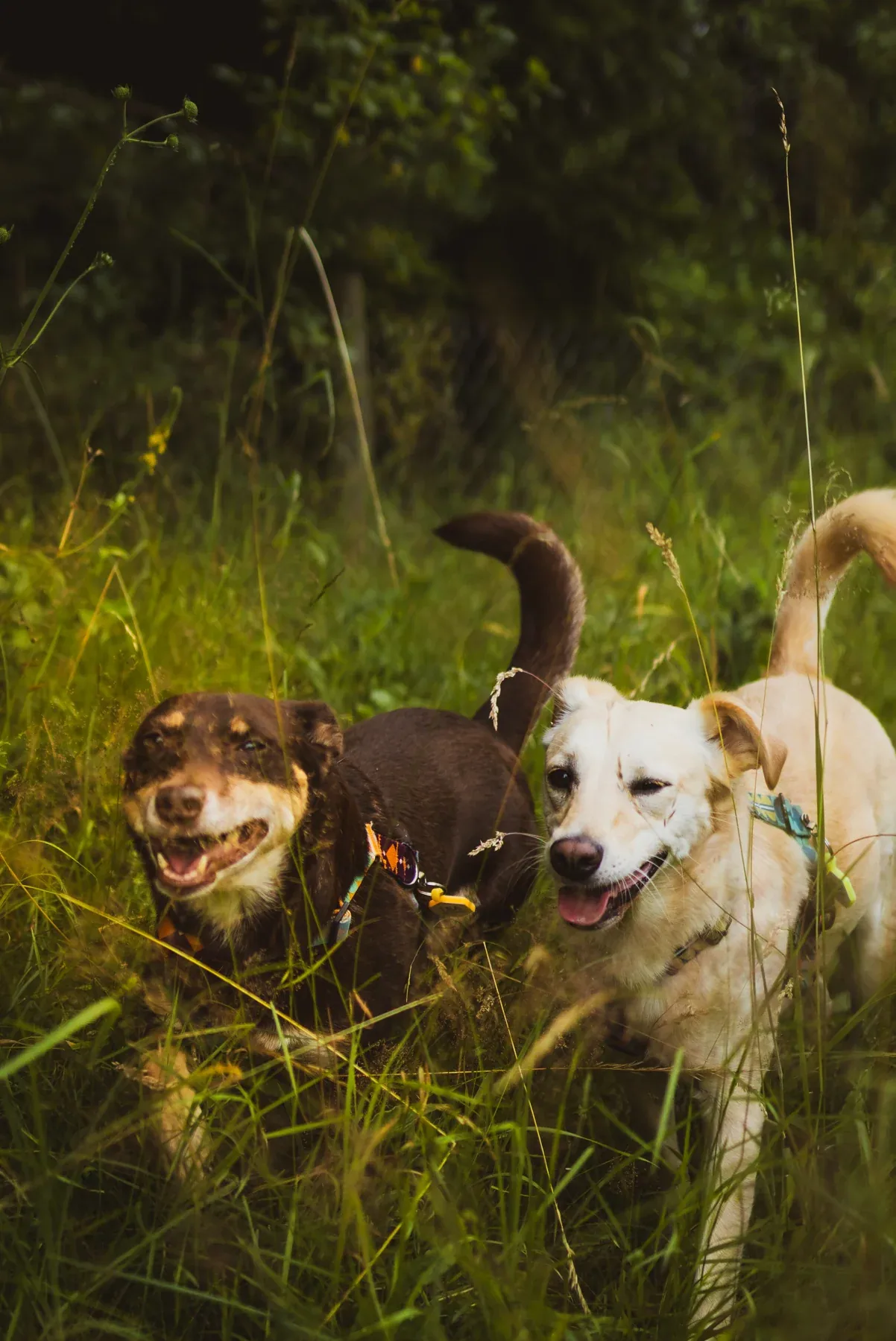 Dogs on a forest walk