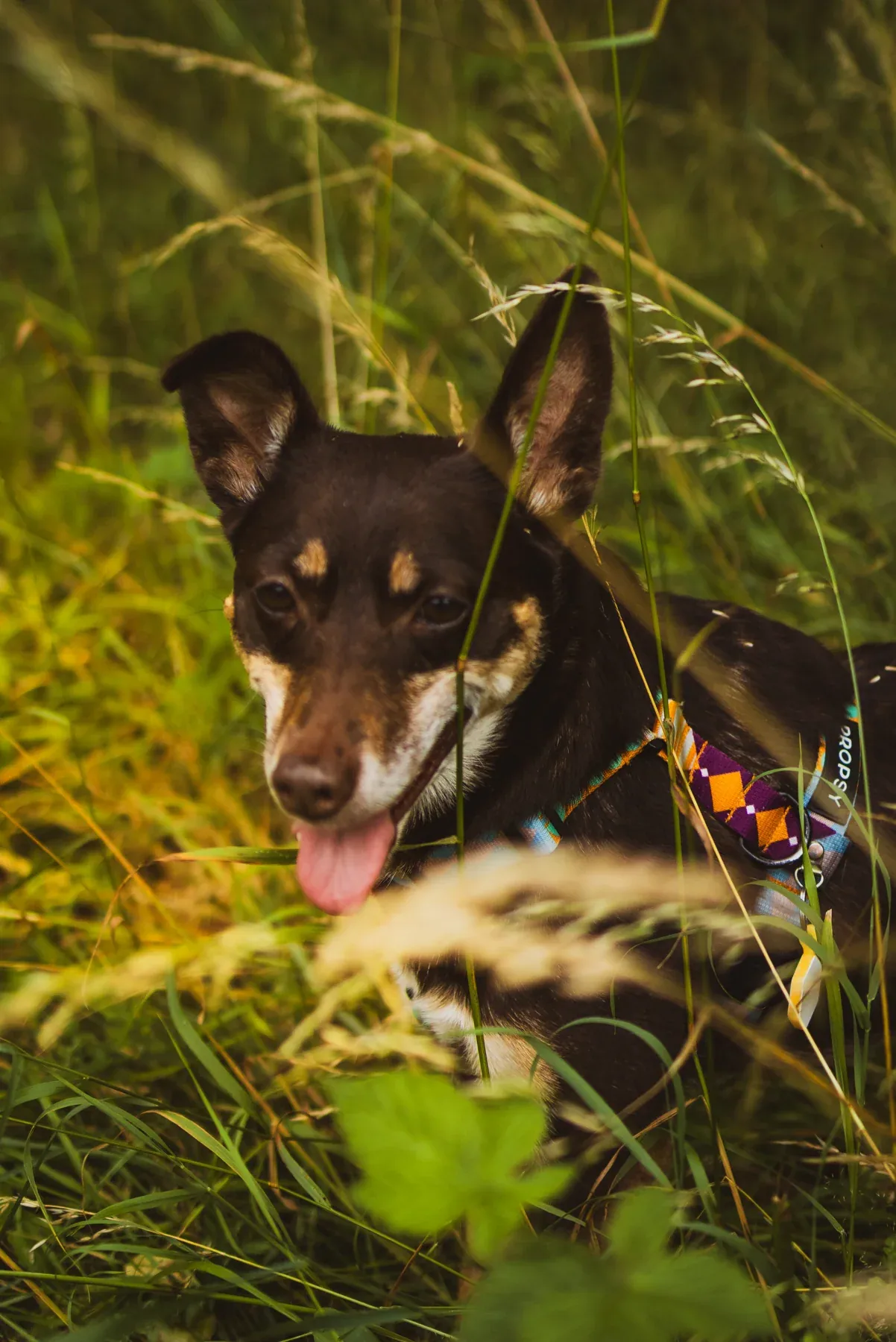 A dog resting in the grass