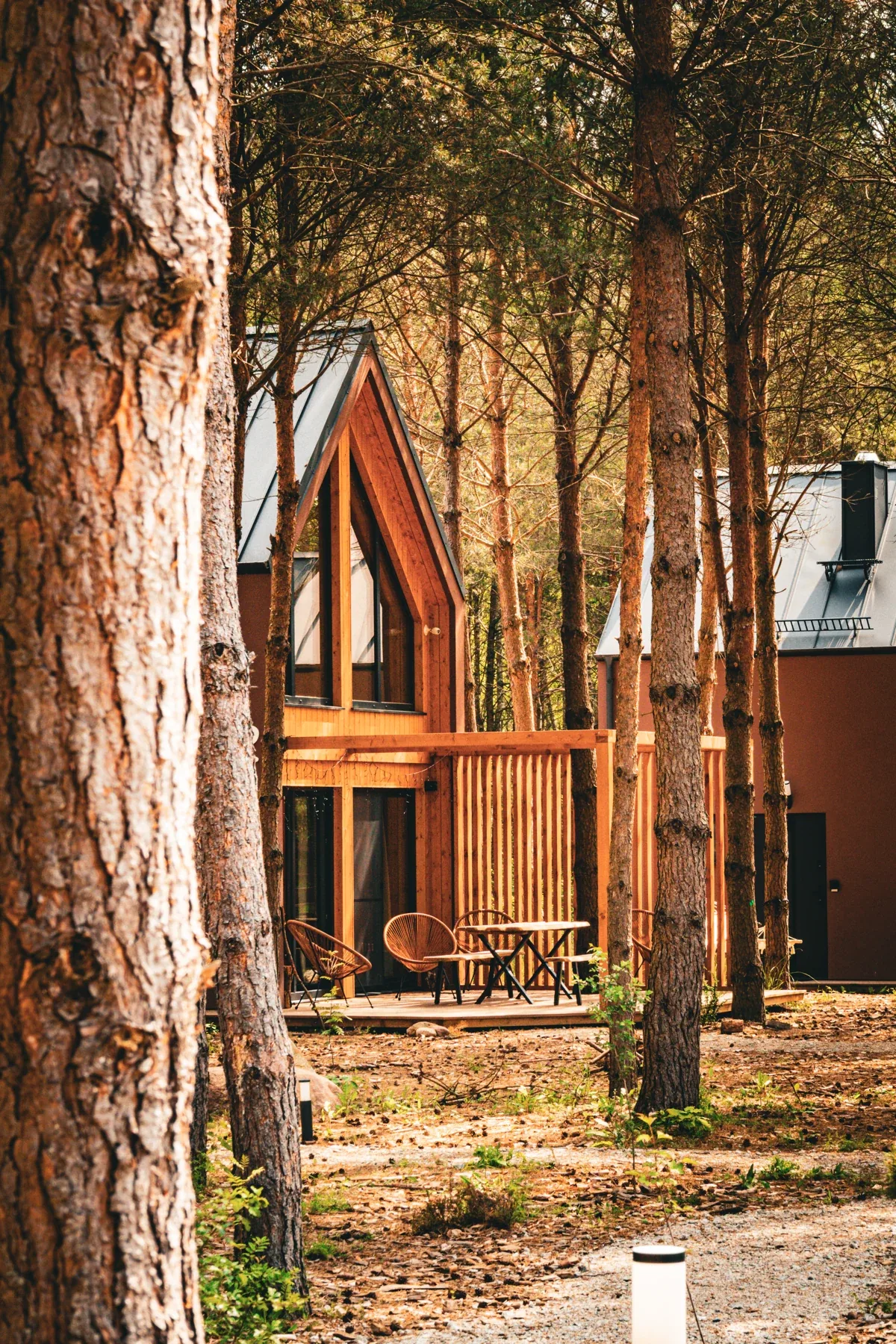 A cabin terrace behind the pine trunks