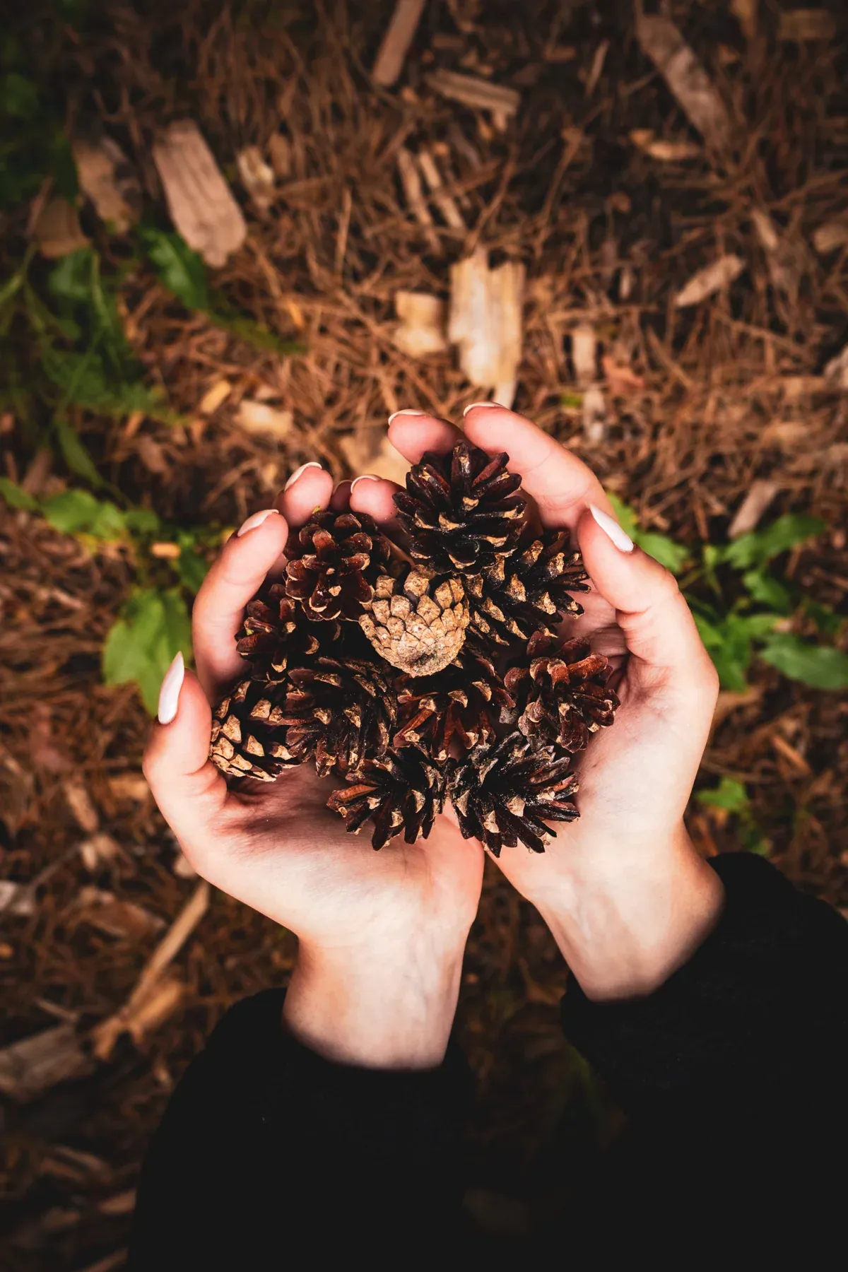 Pine cones collected on a walk
